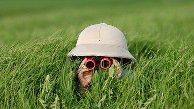 Person mit Tropenhelm liegt im hohen Gras und blickt durch ein Fernglas.